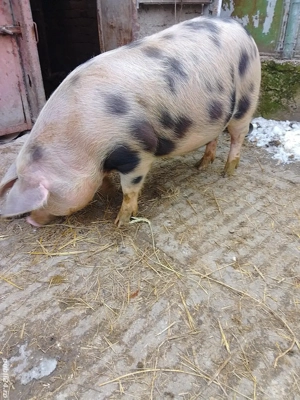 Scrufita gestanta de vânzare  - imagine 2