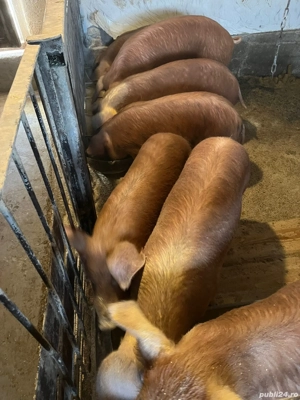 Purcei de vanzare - imagine 2