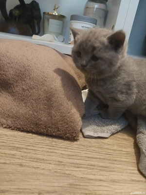 Pisici British shorthair  - imagine 2