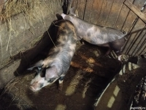 Purcei de vanzare . - imagine 4