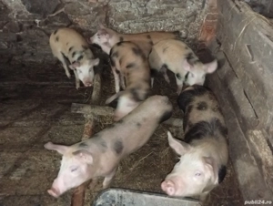 Purcei de vanzare . - imagine 2