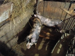 Purcei de vanzare . - imagine 5