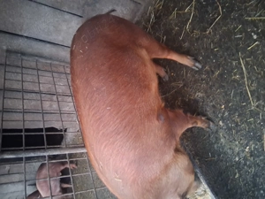 vand porci  - imagine 2