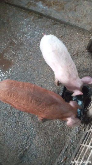 Vând 2 purcei de 12 săptămâni  - imagine 2