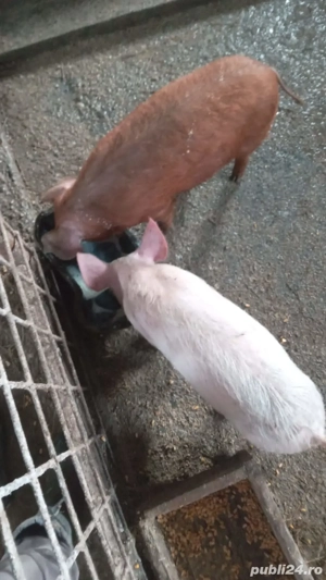 Vând 2 purcei de 12 săptămâni  - imagine 3