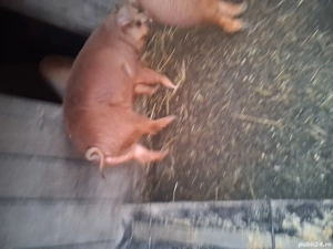 vand porci  - imagine 3