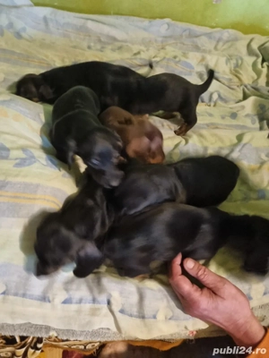 catelusi teckel  - imagine 2