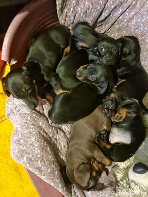 catelusi teckel  - imagine 3