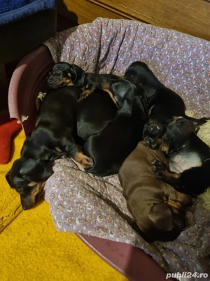 catelusi teckel  - imagine 4