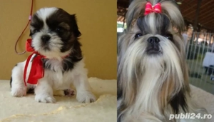 pui shihtzuu 2 luni - imagine 2