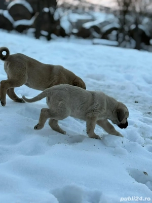 De vânzare Kangal  - imagine 4