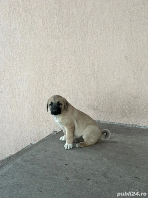 De vânzare Kangal  - imagine 5