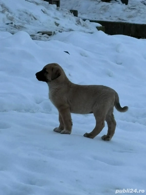 De vânzare Kangal  - imagine 2