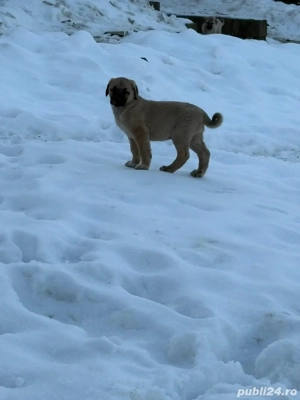 De vânzare Kangal  - imagine 3