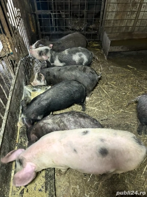 Vând purcei sănătoși, crescuți natural - imagine 3