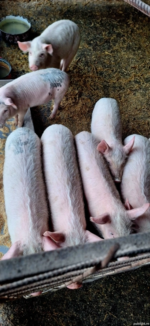 Purcei 12 săptămâni  - imagine 3