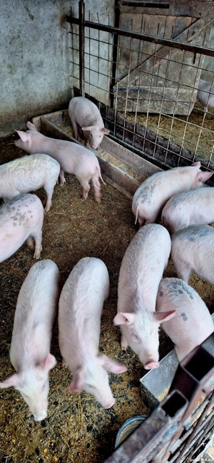 Purcei 12 săptămâni  - imagine 2