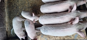 Purcei 12 săptămâni  - imagine 4