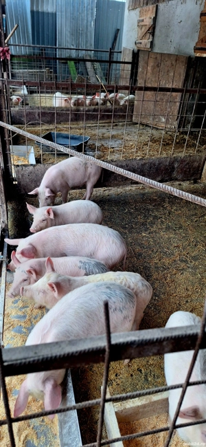 Purcei 12 săptămâni 