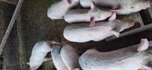 Purcei 12 săptămâni  - imagine 5