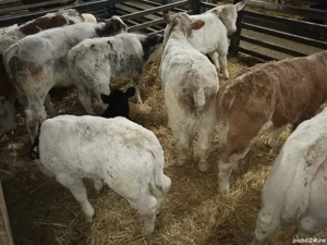 Vând vitei foarte frumosi