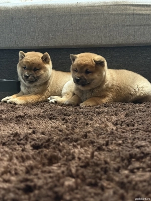 Shiba-Inu mascul si femela