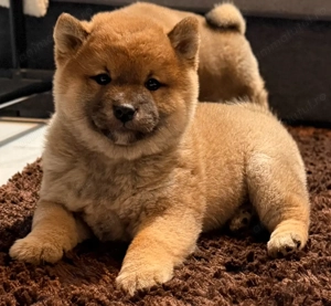 Shiba-inu 