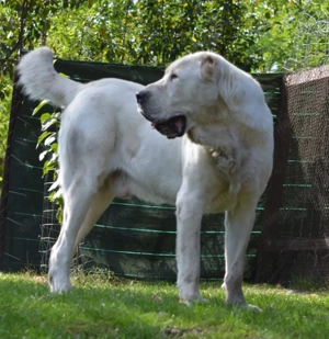 Mascul Asia  Centrala - imagine 2