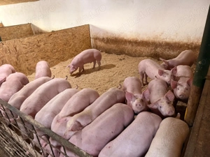 purcei de vanzare - imagine 3