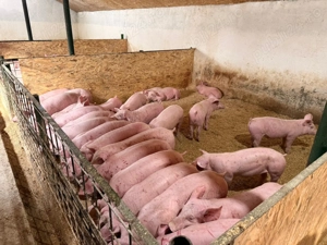 purcei de vanzare - imagine 4