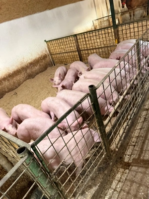 purcei de vanzare - imagine 5