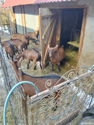 Capre alpina franceza  - imagine 3