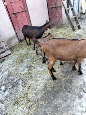 Capre alpina franceza  - imagine 2