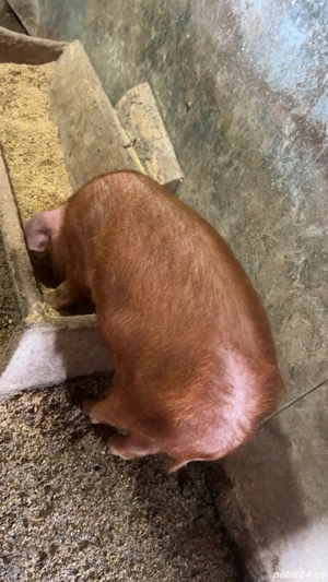 Vând două scroafe și 6 purcei 