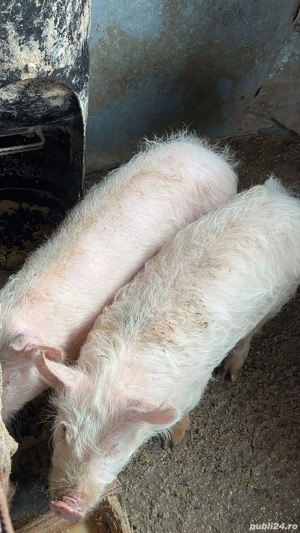 Vând două scroafe și 6 purcei  - imagine 2