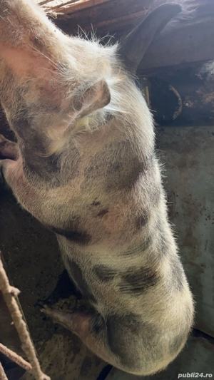 Vând două scroafe și 6 purcei  - imagine 3