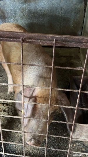 Vând două scroafe și 6 purcei  - imagine 4