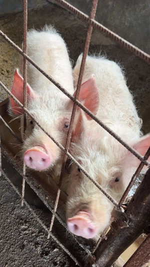 Vând două scroafe și 6 purcei  - imagine 5