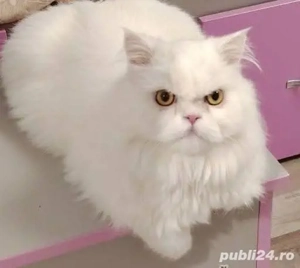 Pisica persana (Băiețel)