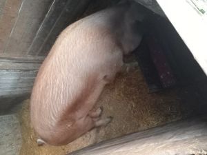 Vand porc Duroc - Chisineu Cris 200 kg - imagine 2