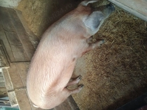 Vand porc Duroc - Chisineu Cris 200 kg