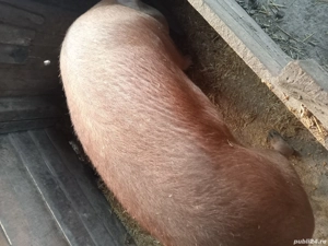 Vand porc Duroc - Chisineu Cris 200 kg - imagine 3