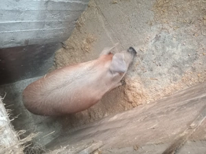 Vand porc Duroc - Chisineu Cris 200 kg - imagine 4