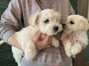 Bichon maltez Minitoy  - imagine 5