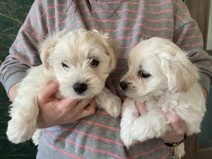 Bichon maltez Minitoy  - imagine 3