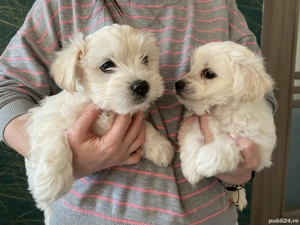 Bichon maltez Minitoy  - imagine 4