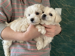 Bichon maltez Minitoy 