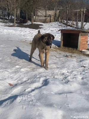 Pentru mai multe informații apelați numărul  - imagine 2