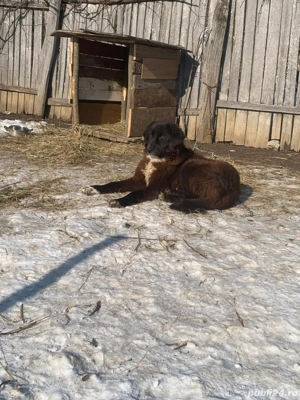 Pentru mai multe informații apelați numărul  - imagine 3