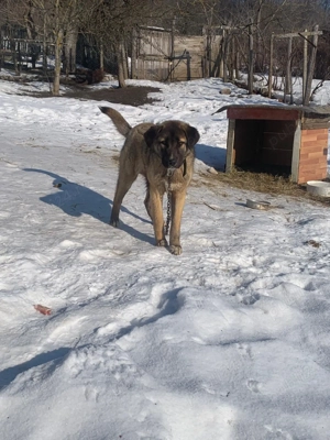 Pentru mai multe informații apelați numărul 